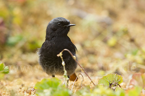 Hausrotschwanz (Phoenicurus ochruros)