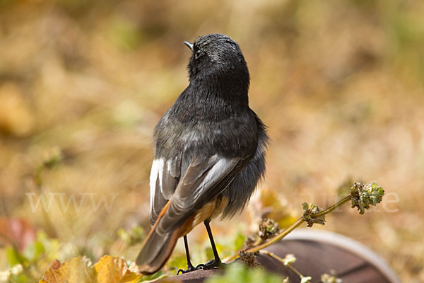 Hausrotschwanz (Phoenicurus ochruros)