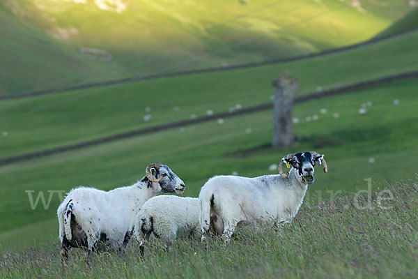 Hausschaf (Ovis gmelini aries)