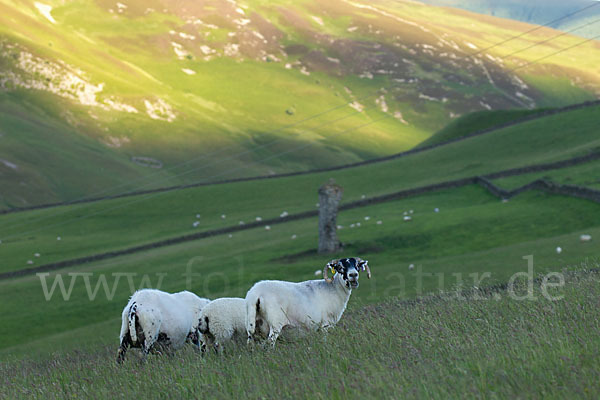 Hausschaf (Ovis gmelini aries)