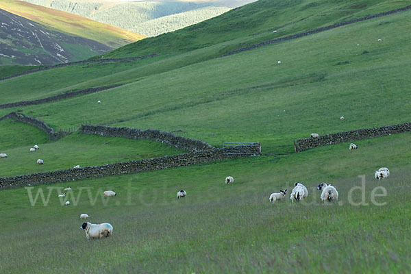 Hausschaf (Ovis gmelini aries)