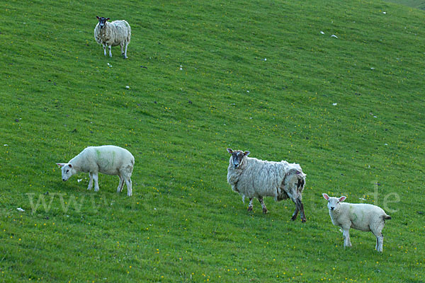 Hausschaf (Ovis gmelini aries)