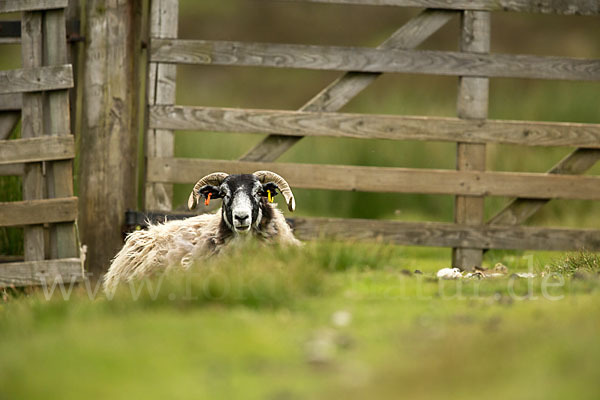 Hausschaf (Ovis gmelini aries)