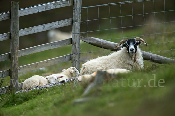 Hausschaf (Ovis gmelini aries)