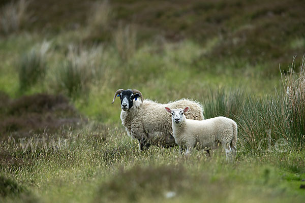 Hausschaf (Ovis gmelini aries)