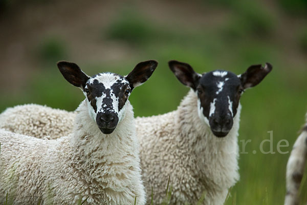 Hausschaf (Ovis gmelini aries)