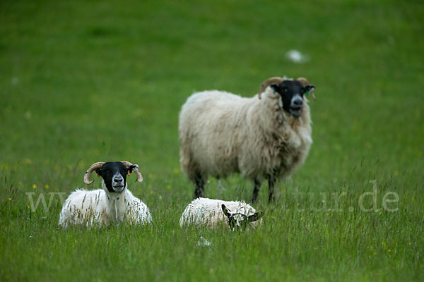 Hausschaf (Ovis gmelini aries)