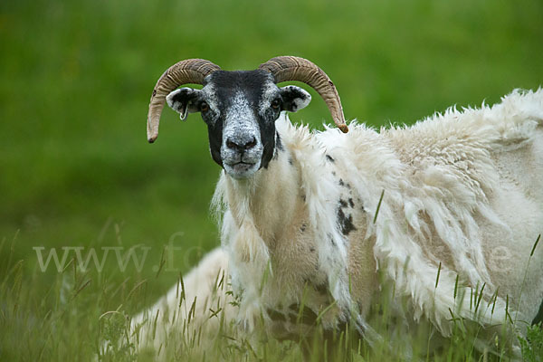 Hausschaf (Ovis gmelini aries)