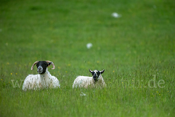 Hausschaf (Ovis gmelini aries)