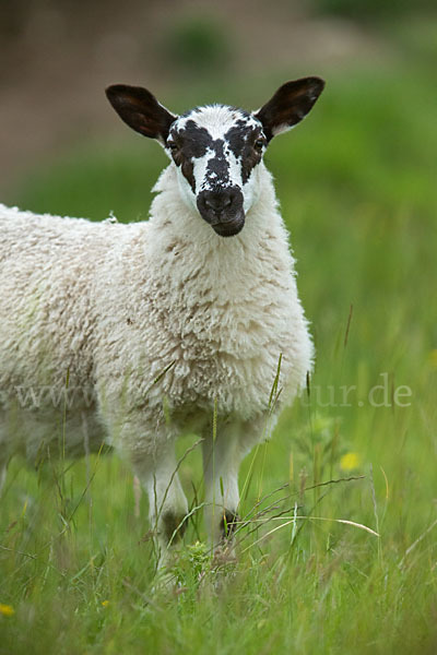 Hausschaf (Ovis gmelini aries)