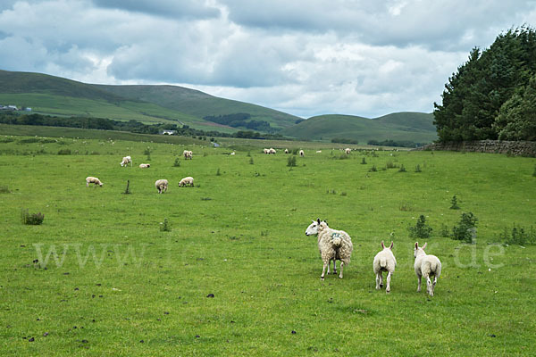 Hausschaf (Ovis gmelini aries)