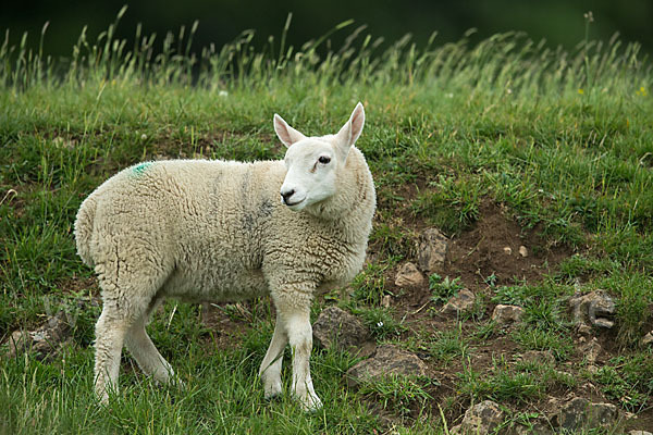 Hausschaf (Ovis gmelini aries)