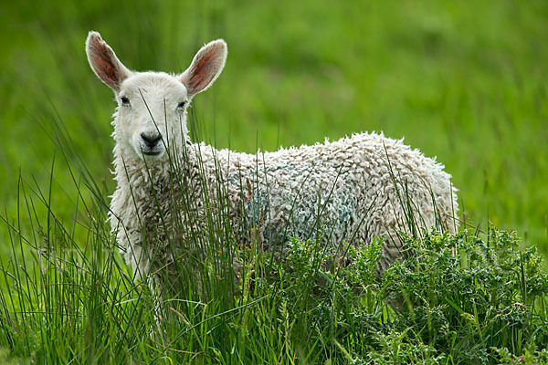 Hausschaf (Ovis gmelini aries)