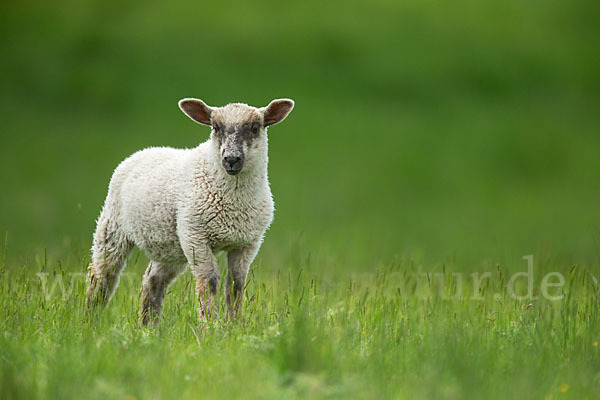 Hausschaf (Ovis gmelini aries)