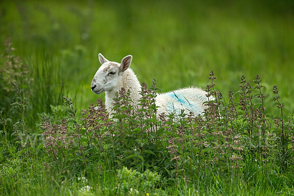 Hausschaf (Ovis gmelini aries)