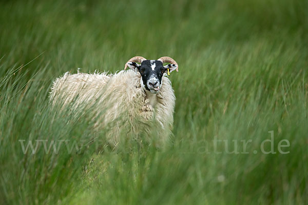 Hausschaf (Ovis gmelini aries)