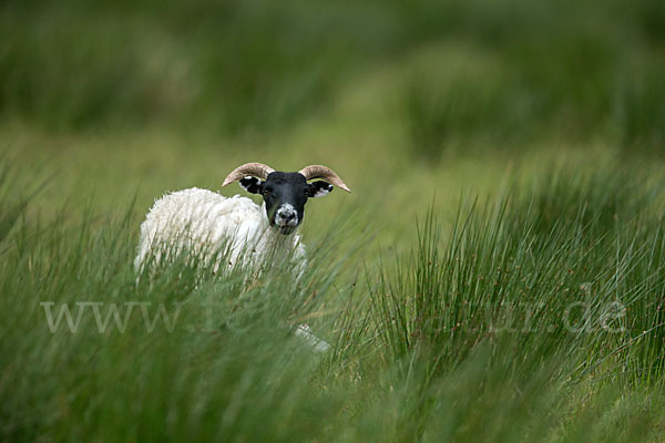 Hausschaf (Ovis gmelini aries)