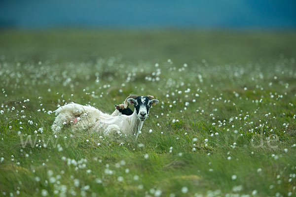 Hausschaf (Ovis gmelini aries)