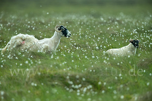 Hausschaf (Ovis gmelini aries)