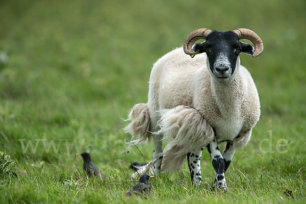 Hausschaf (Ovis gmelini aries)