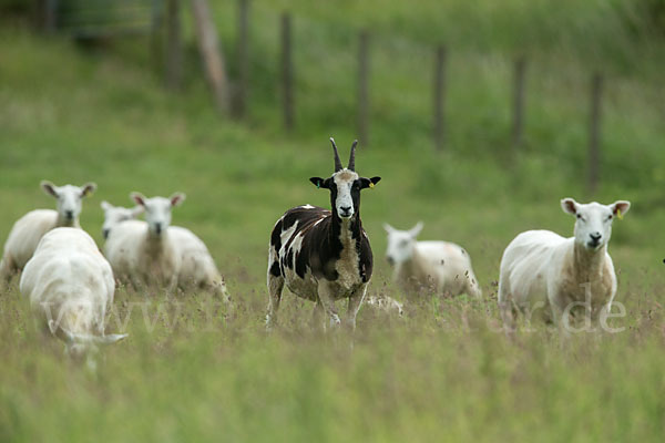 Hausschaf (Ovis gmelini aries)