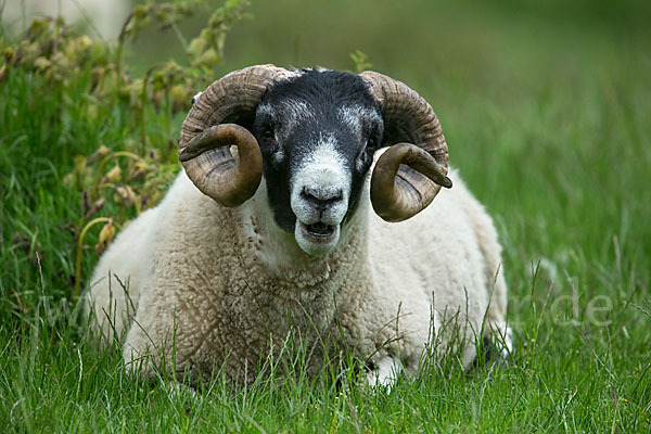 Hausschaf (Ovis gmelini aries)