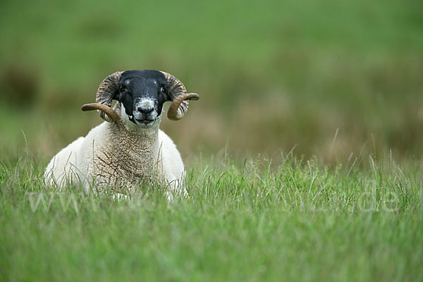 Hausschaf (Ovis gmelini aries)