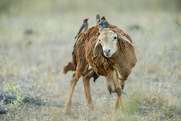 Hausschaf (Ovis gmelini aries)