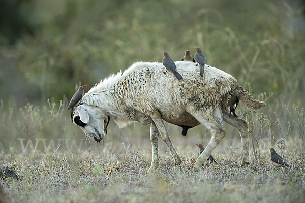 Hausschaf (Ovis gmelini aries)