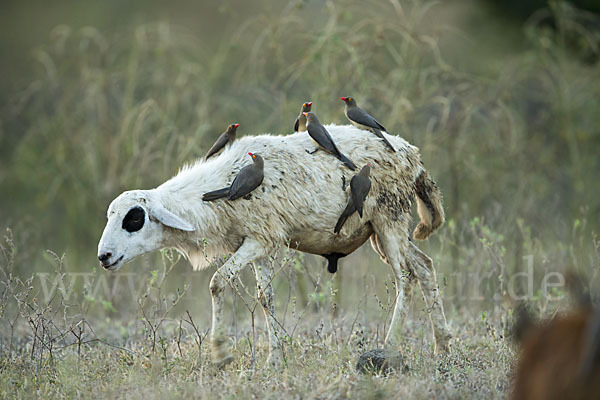 Hausschaf (Ovis gmelini aries)