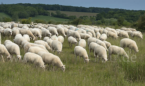 Hausschaf (Ovis gmelini aries)