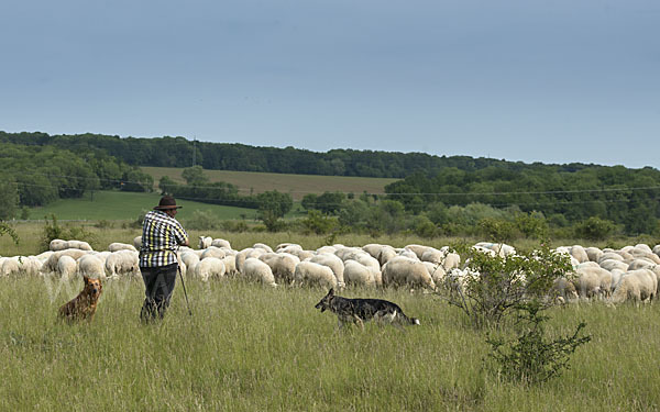 Hausschaf (Ovis gmelini aries)