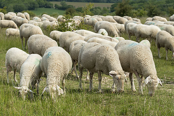 Hausschaf (Ovis gmelini aries)