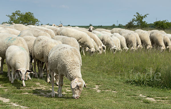 Hausschaf (Ovis gmelini aries)