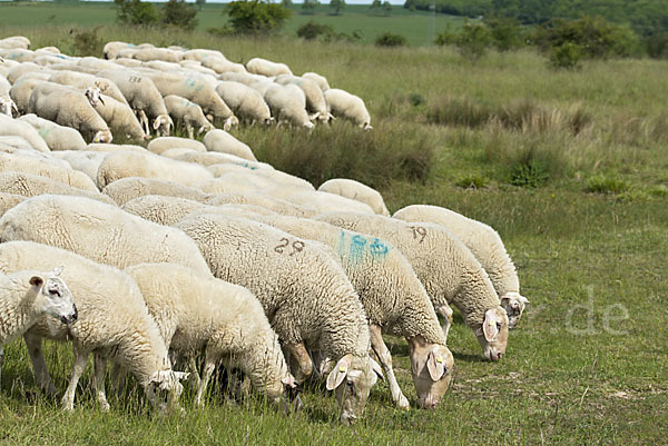 Hausschaf (Ovis gmelini aries)