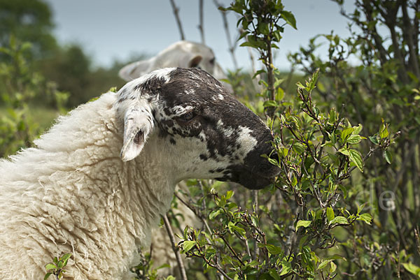 Hausschaf (Ovis gmelini aries)