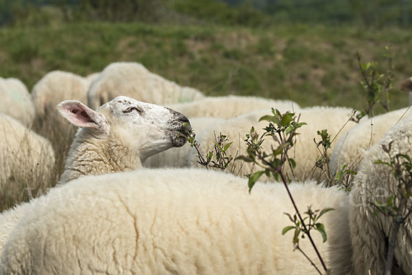 Hausschaf (Ovis gmelini aries)