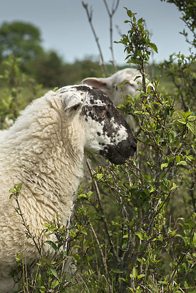 Hausschaf (Ovis gmelini aries)