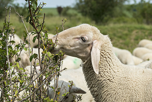 Hausschaf (Ovis gmelini aries)