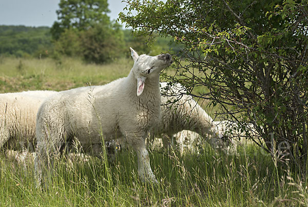 Hausschaf (Ovis gmelini aries)