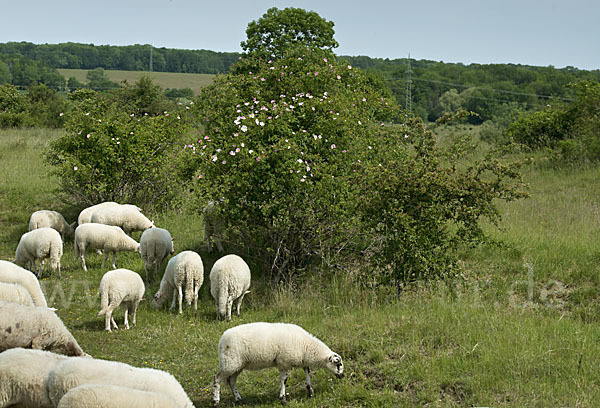 Hausschaf (Ovis gmelini aries)