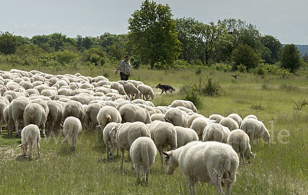 Hausschaf (Ovis gmelini aries)