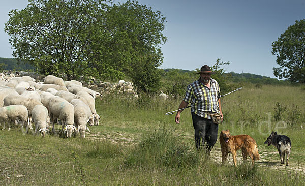 Hausschaf (Ovis gmelini aries)