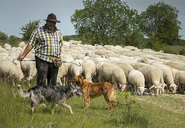 Hausschaf (Ovis gmelini aries)