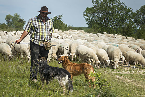 Hausschaf (Ovis gmelini aries)