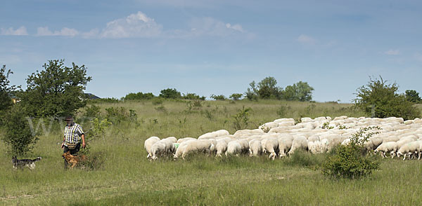 Hausschaf (Ovis gmelini aries)