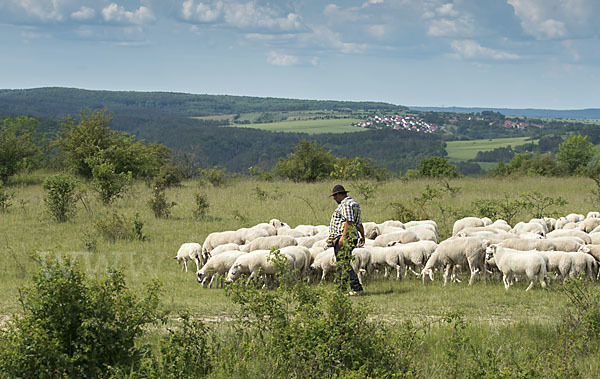 Hausschaf (Ovis gmelini aries)