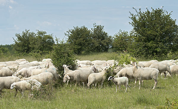 Hausschaf (Ovis gmelini aries)