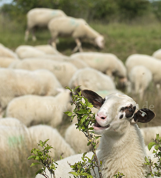 Hausschaf (Ovis gmelini aries)