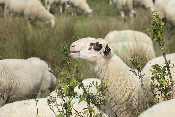 Hausschaf (Ovis gmelini aries)